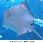 22选5历史开奖结果查询与最新数据分析 4ji2lb12k