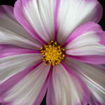 228开奖日惊喜揭晓,幸运号码等你来看! k114yi