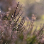 06999开奖记录最新完整版历史数据查询 sqwr876haa